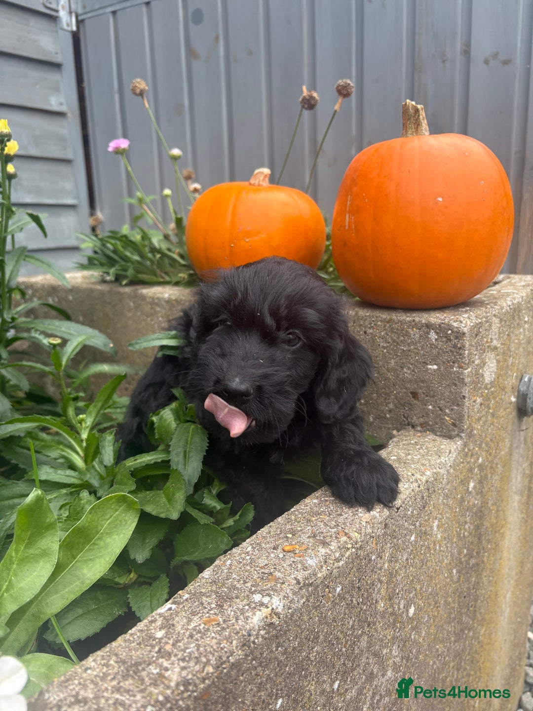 Cockapoo dogs for sale: F1 cockapoos girls  - Image 15