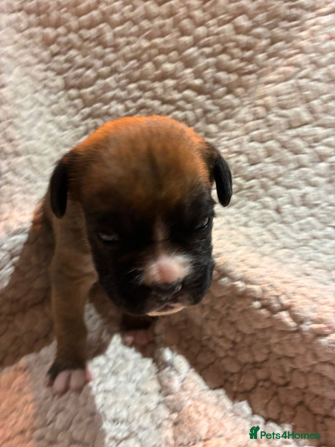 Boxer dogs for sale: Kc ref boxers bobtail pups available  - Advert 11