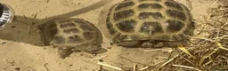 Tortoise reptiles for sale: Two Tortoises for sale in Norwich - Advert 3
