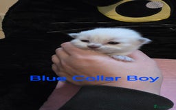 Ragdoll cats for sale: Chunky Ragdoll Kittens - Image 3