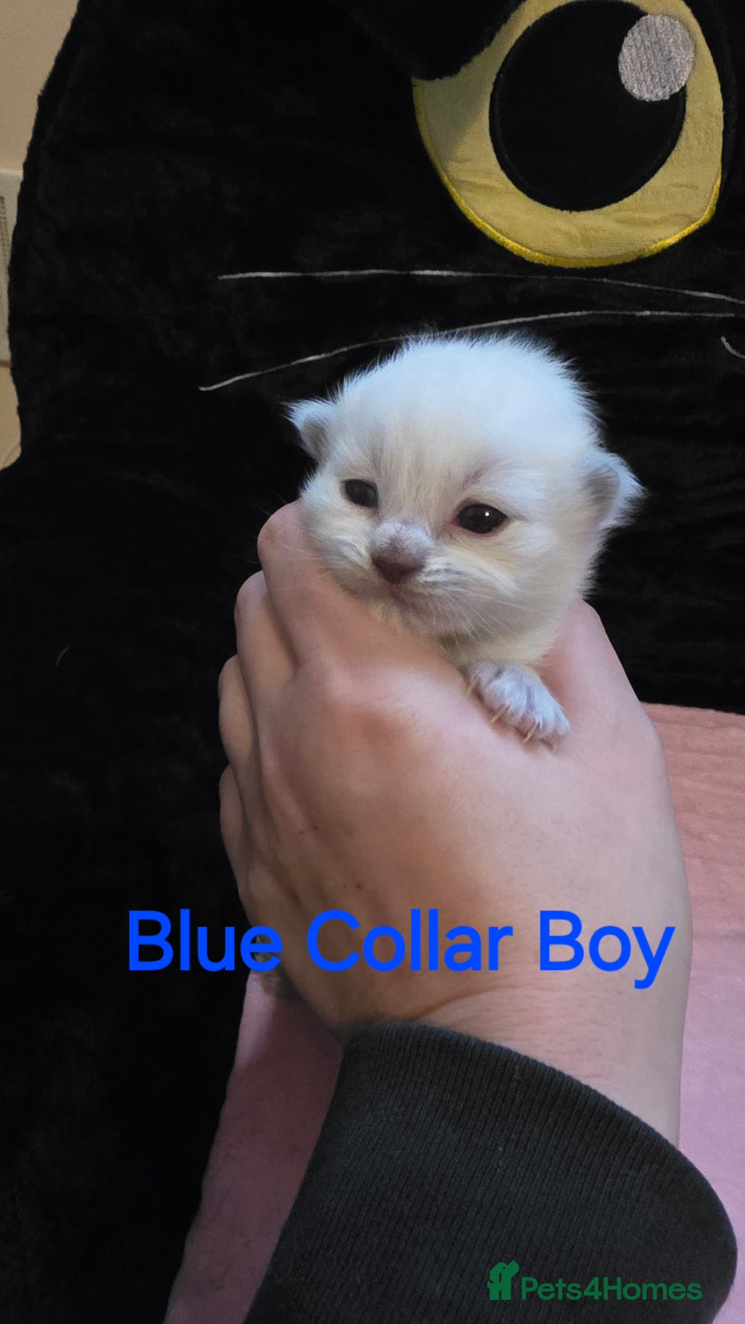 Ragdoll cats for sale: Chunky Ragdoll Kittens - Image 3