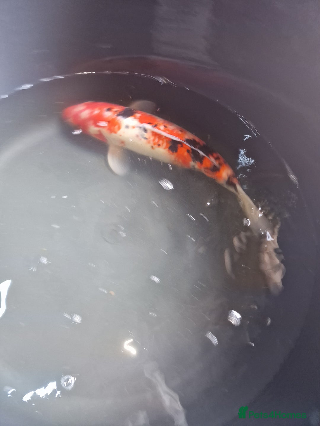 Koi Carp fish for sale: Koi for sale - Image 12