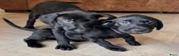 Labrador Retriever dogs for sale: Labrador retriever puppy’s , Hamilton, Scotland - Advert 7