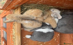 Dwarf Lop rabbits for sale: Drawf Lops - Image 3
