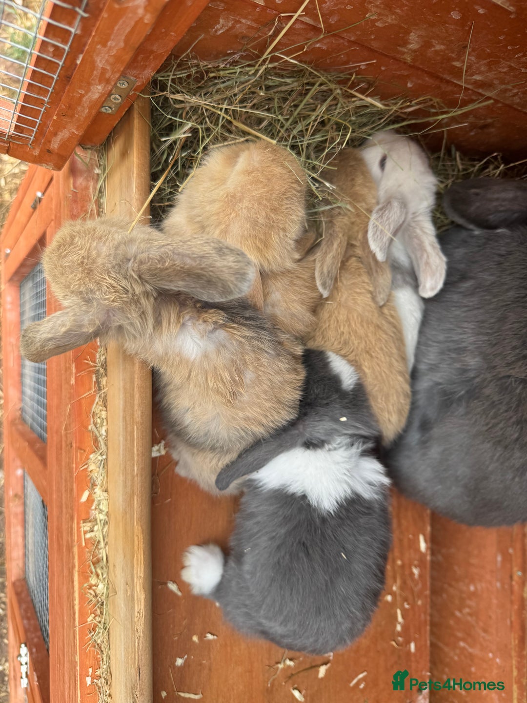 Dwarf Lop rabbits for sale: Drawf Lops - Image 3