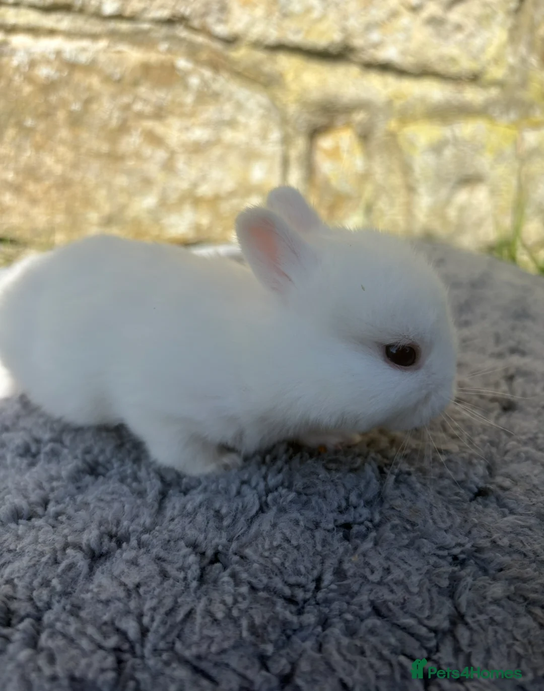 Netherland Dwarf rabbits for sale: White Netherland Dwarf bunnies - Advert 2