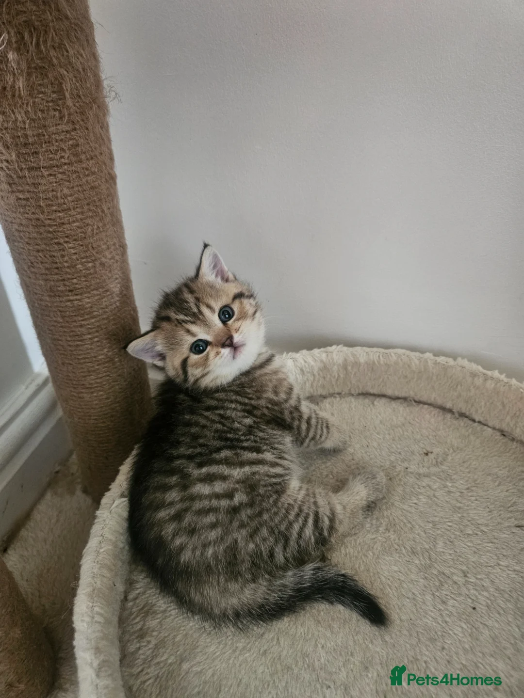 British Shorthair cats for sale: British Shorthair kittens!!!  - Advert 40