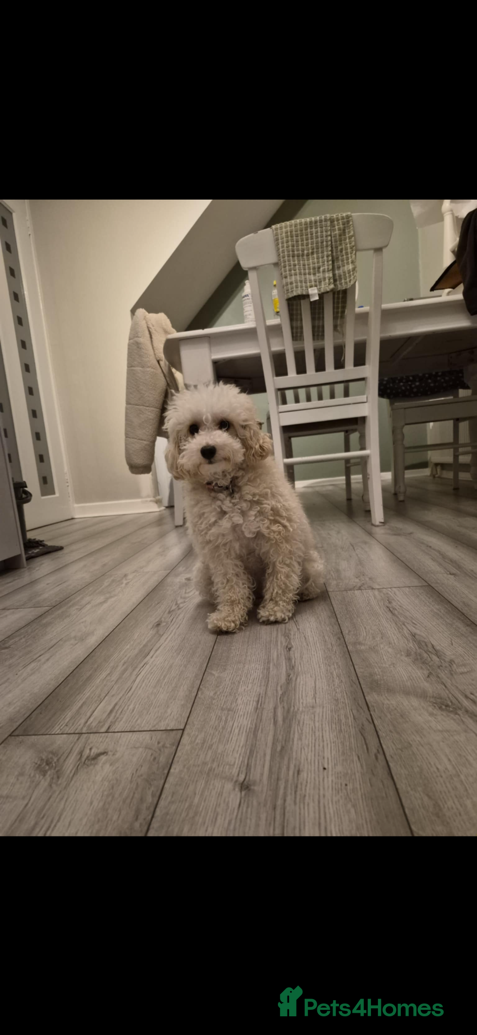 Toy Poodle dogs Toy poodle puppies 🐩 - Advert 7
