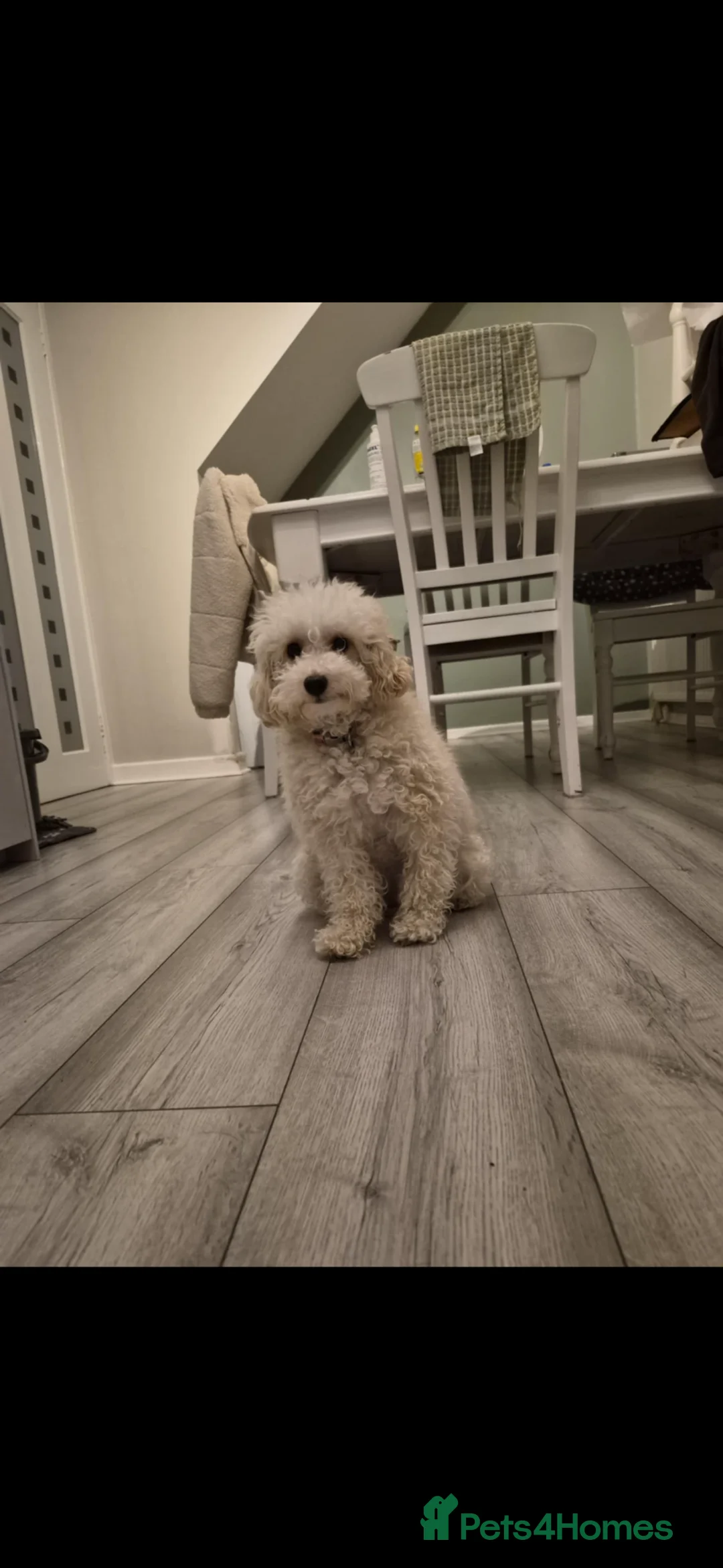 Toy Poodle dogs for sale: Toy poodle puppies 🐩 - Advert 1