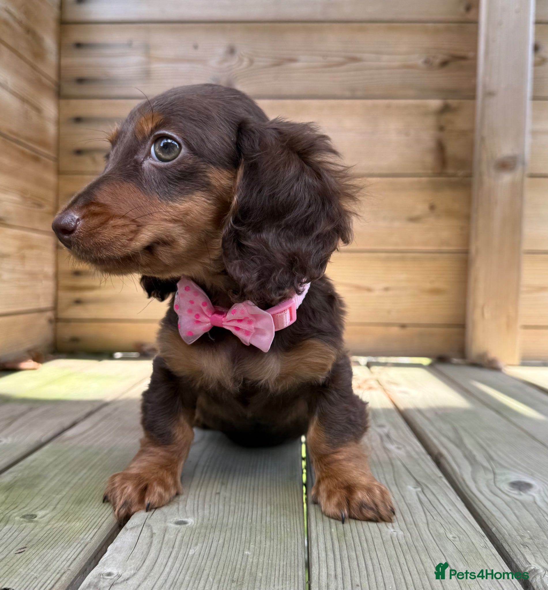 Miniature Dachshund dogs Stunning Longcoats 5 Star Reviews 5 Star Licensed - Advert 4