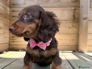 Miniature Dachshund dogs Stunning Longcoats 5 Star Reviews 5 Star Licensed - Advert 4