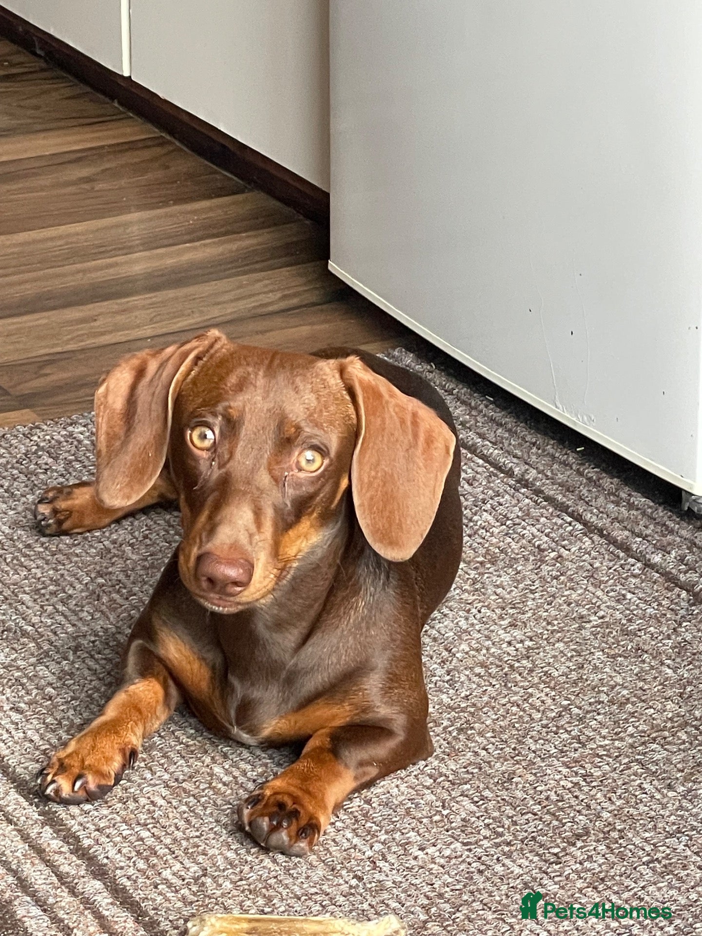 Miniature Dachshund dogs Miniature dachshund  - Advert 13