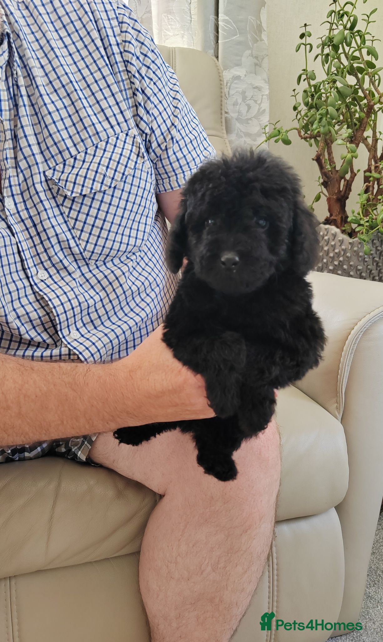 Cavapoo dogs ADORABLE DNA TESTED TOY CAVAPOO PUPPY'S  - Advert 2