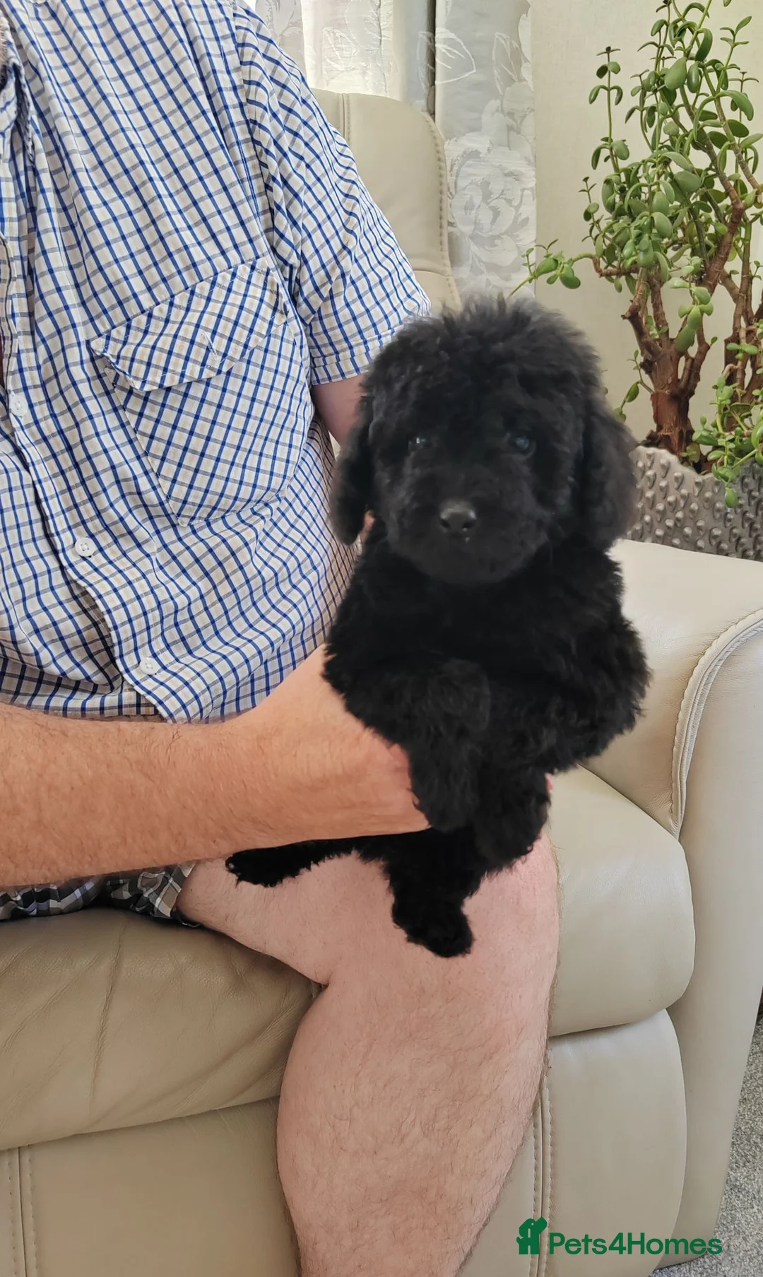 Cavapoo dogs for sale: ADORABLE DNA TESTED TOY CAVAPOO PUPPY'S  - Advert 2