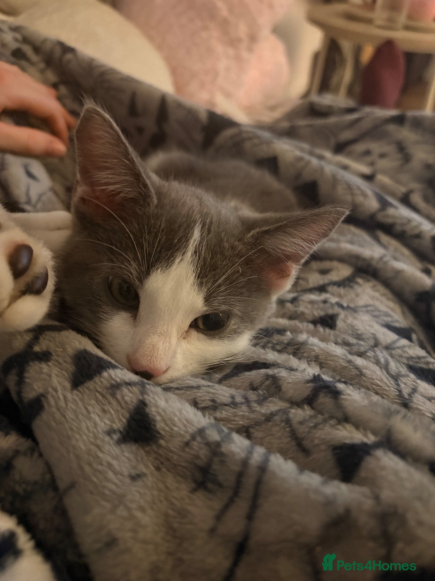 Mixed Breed cats Grey and white cuddly kittens ready to leave  - Advert 11