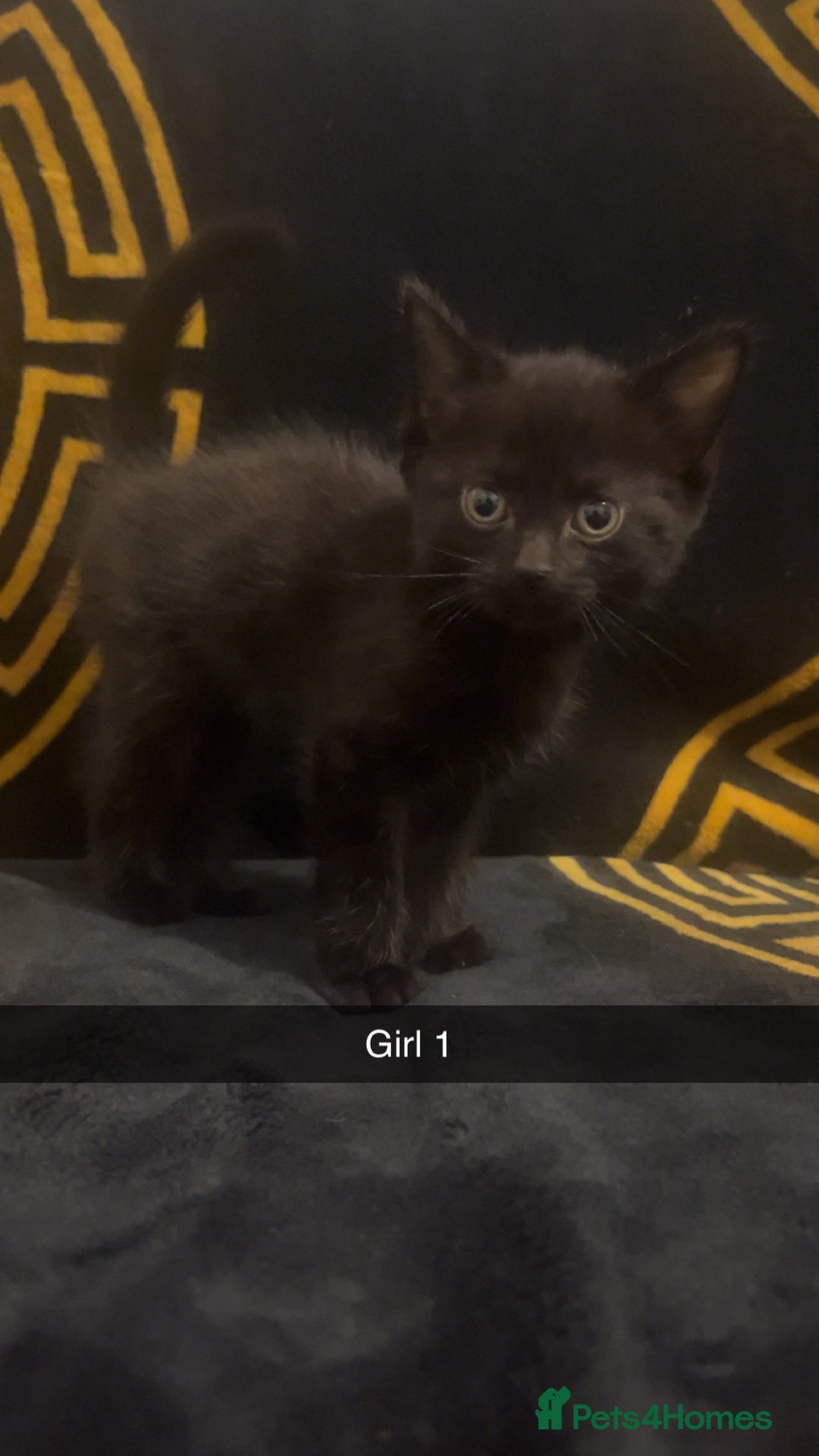 British Shorthair cats for sale: ⭐️Bsh kittens⭐️ - Image 2