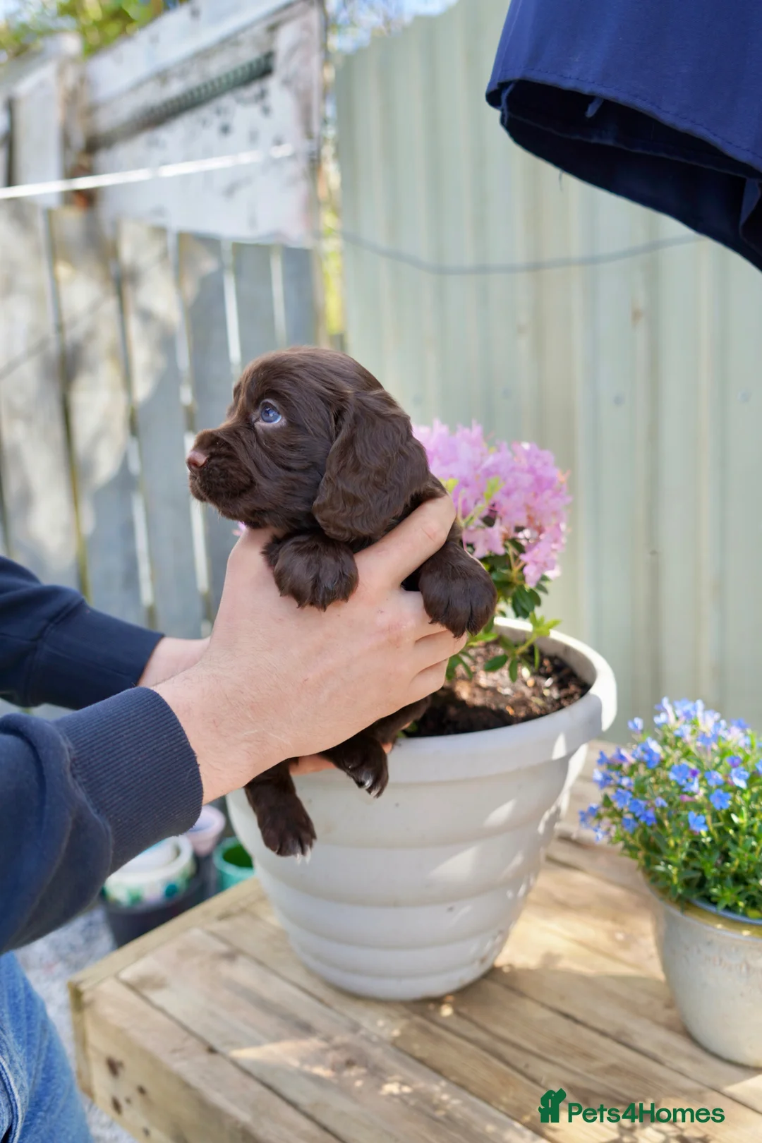 Cocker Spaniel dogs for sale: Male Working cocker spaniel kc registered docked  - Advert 1