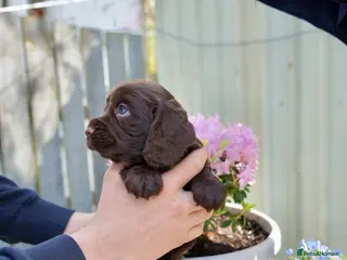 Cocker Spaniel dogs Male Working cocker spaniel kc registered docked - Advert 1