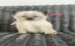 Ragdoll cats for sale: 5 Adorable Ragdoll Kittens🐾 - Image 23