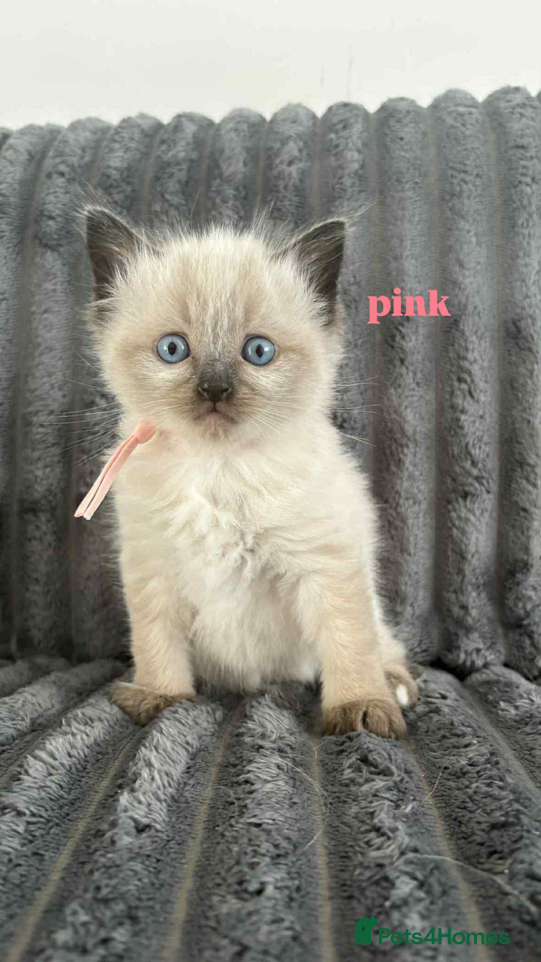 Ragdoll cats for sale: 5 Adorable Ragdoll Kittens🐾 - Image 23