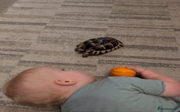 Tortoise reptiles for sale: Tortoise  - Image 4
