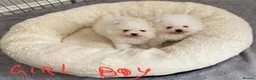 Pomeranian dogs for sale: Snow White Pomeranian Puppies  - Advert 14