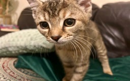 Bengal cats for sale: Bengal x Tabby Kittens  - Image 1