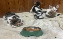 Bengal cats for sale: ​​Bengal X Ragdoll Mix Kittens - Ready to go! - Image 4