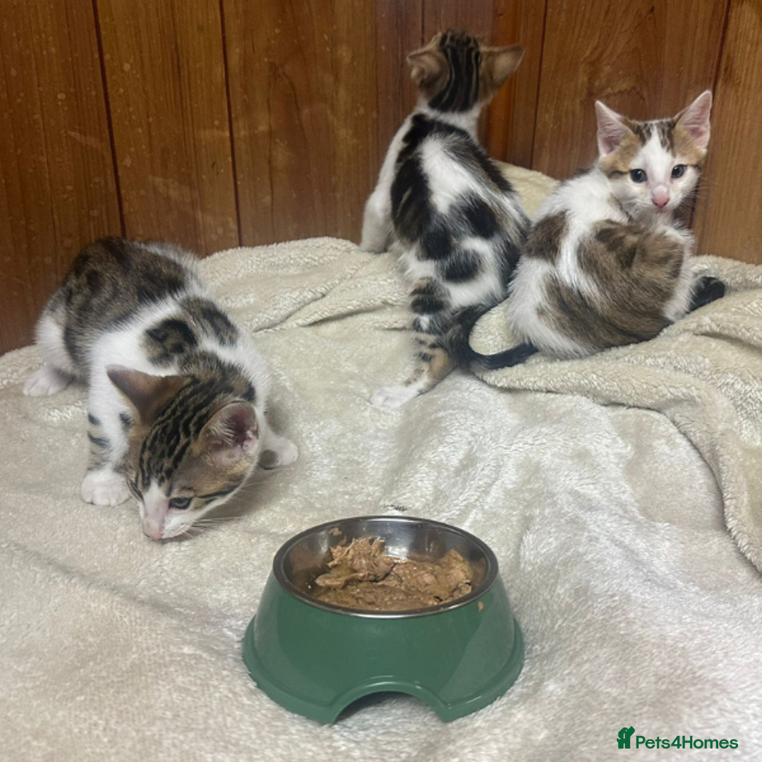 Bengal cats for sale: ​​Bengal X Ragdoll Mix Kittens - Ready to go! - Image 4