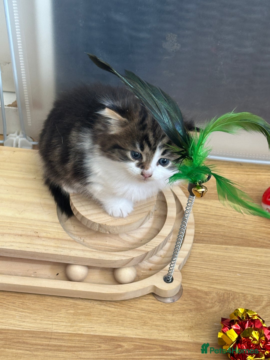 British Longhair cats for sale: Ready Now!! Beautiful BLH Kittens 💜🐾 - Image 19