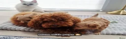 Maltipoo dogs for sale: Exclusive Tiny Korean/Russian Maltipoo KC champ - Advert 11