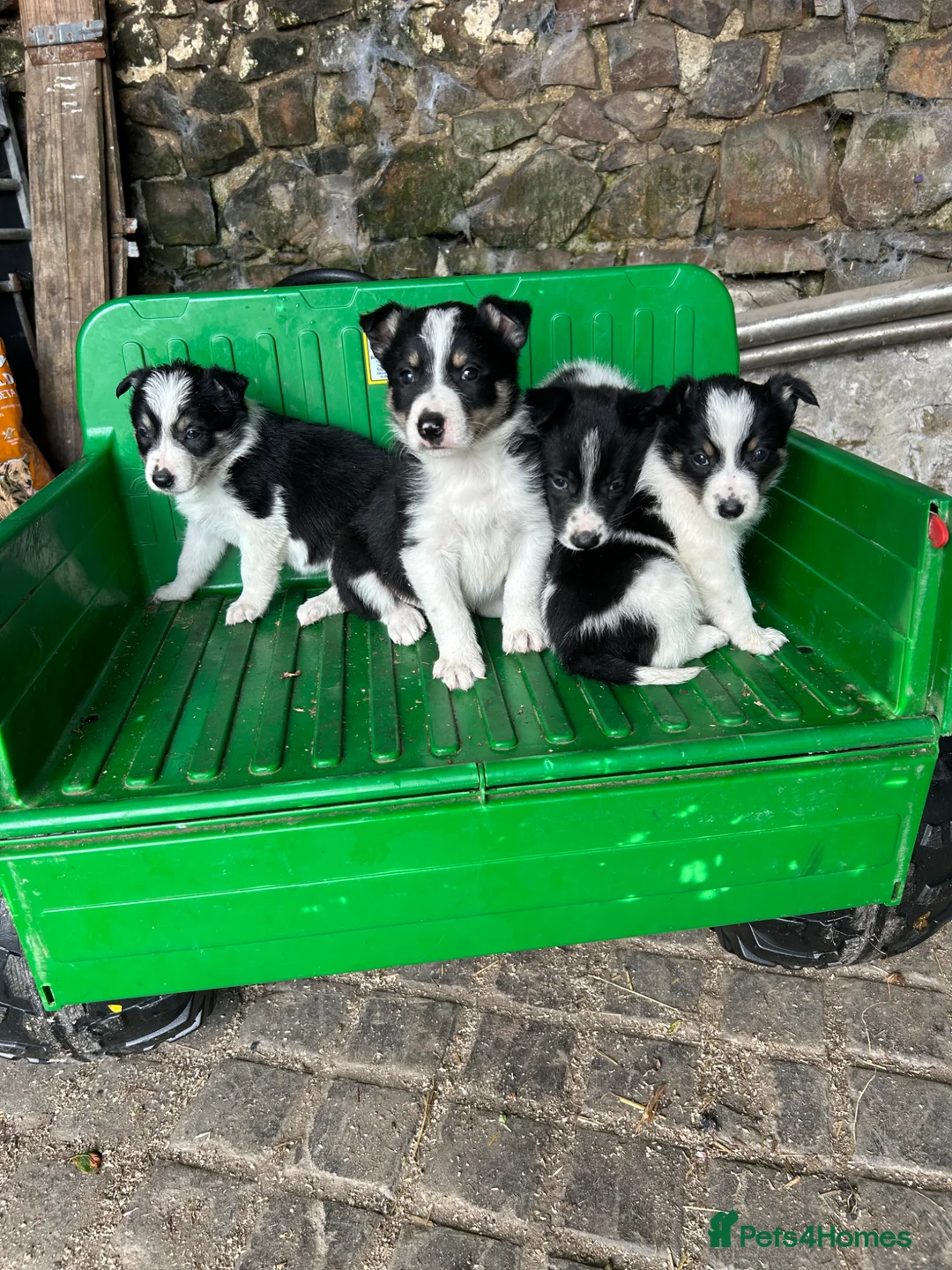 Border Collie dogs for sale: Adorable Border Collie puppies  - Advert 2