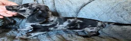 Mixed Breed dogs for sale: Gorgeous cheeky daxi x pups  - Advert 17