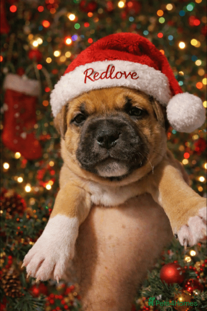 Staffordshire Bull Terrier dogs 🥨THE GOLDILOCKS LITTER 🥨 - Advert 1