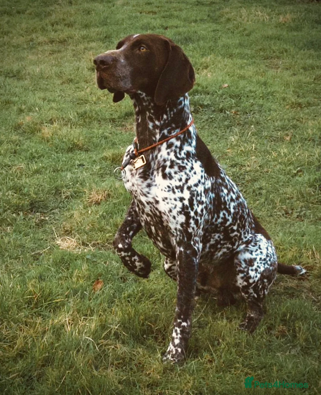German Shorthaired Pointer dogs for stud: For Stud GSP Liver & White - Advert 2