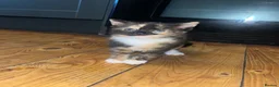 Mixed Breed cats for sale: Beautiful kitten  - Advert 1