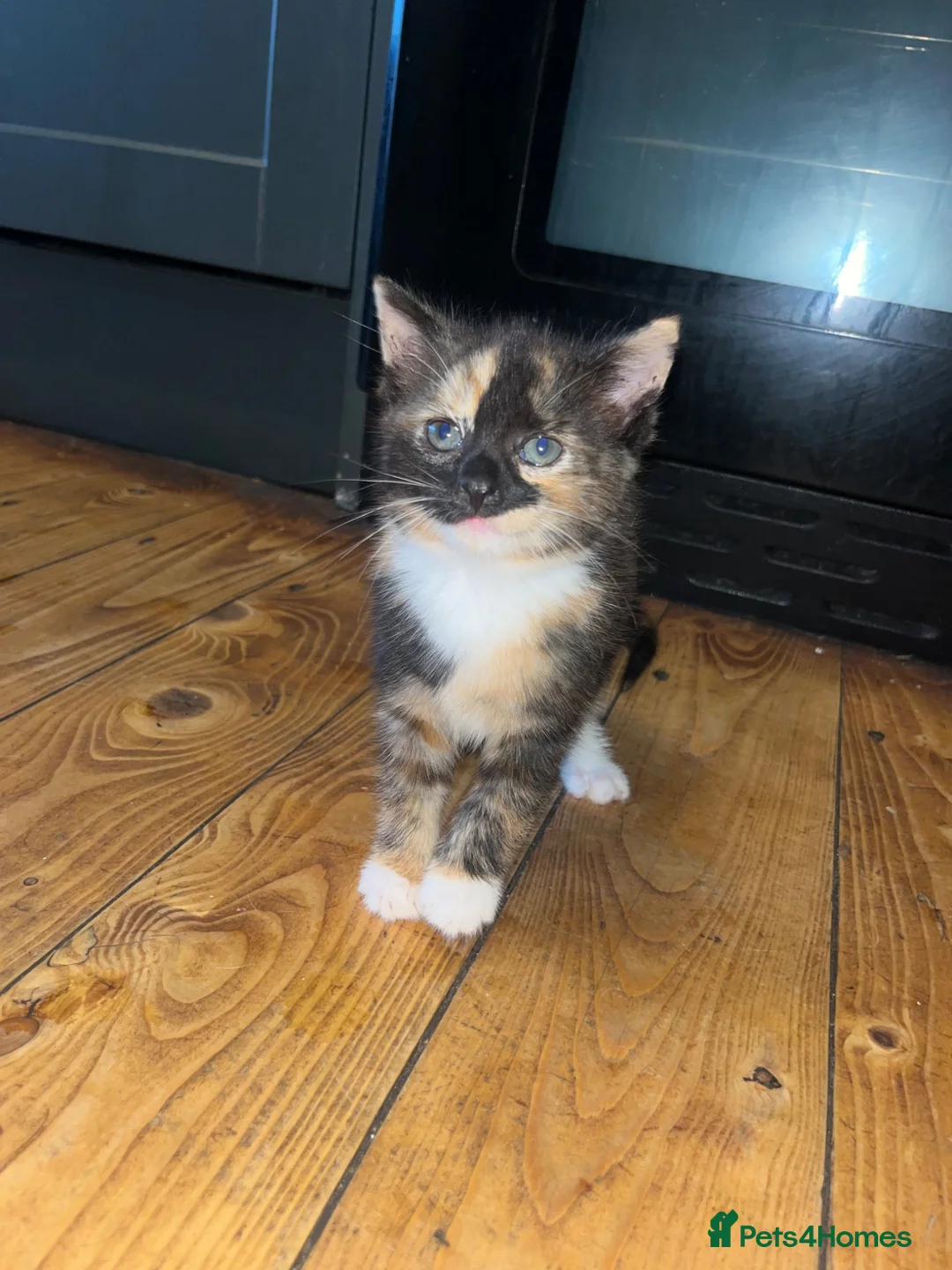 Mixed Breed cats for sale: Beautiful kitten  - Advert 1