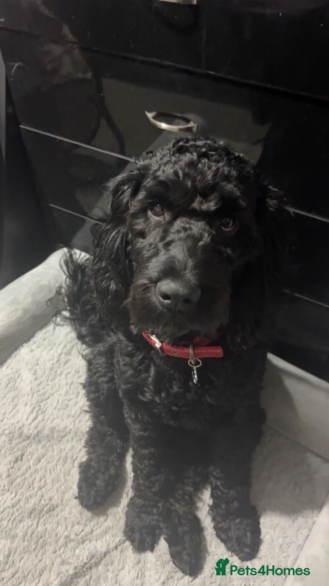 Cockapoo dogs for sale: Cockapoo - Needs rehoming - Advert 2
