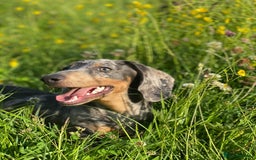 Miniature Dachshund dogs for sale: BLUE DAPPLE AND TAN BABY SAUSAGE AND HER MOTHER 💕 - Image 6