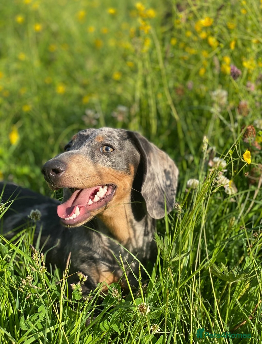 Miniature Dachshund dogs for sale: BLUE DAPPLE AND TAN BABY SAUSAGE AND HER MOTHER 💕 - Image 6