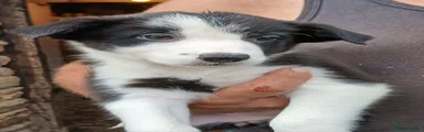 Border Collie 5