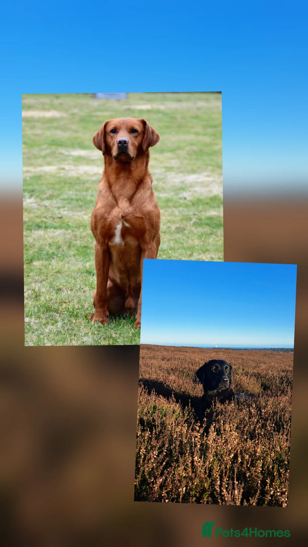 Labrador Retriever dogs for sale: Black and Fox red Labrador puppies  in Pickering - Advert 2