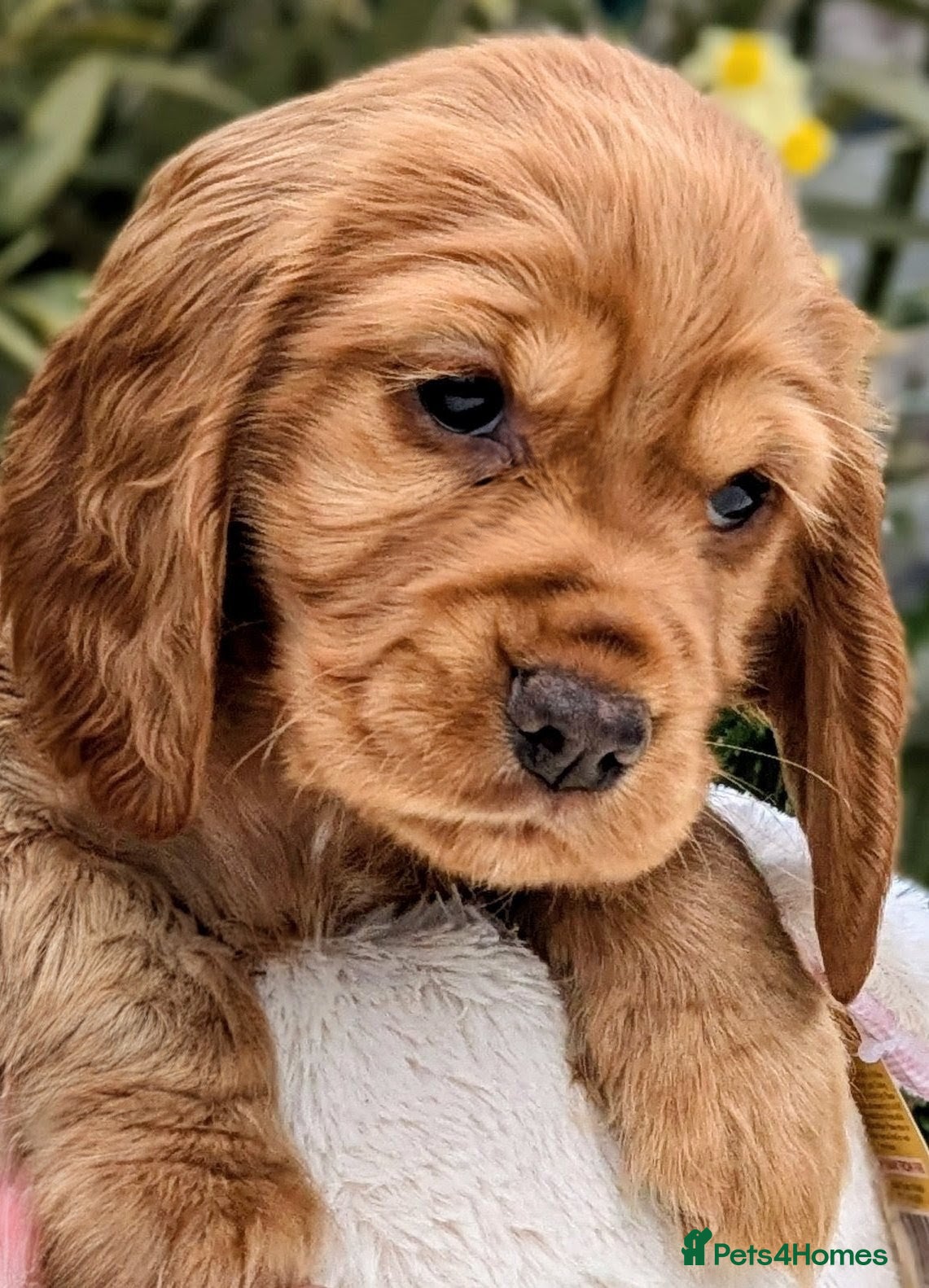 Cocker Spaniel dogs Beautiful KC Reg Cocker Spaniels -1 girl remaining - Advert 1