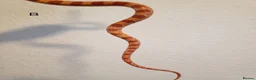 Corn Snake reptiles for sale: Juvenile corn snakes - Advert 6