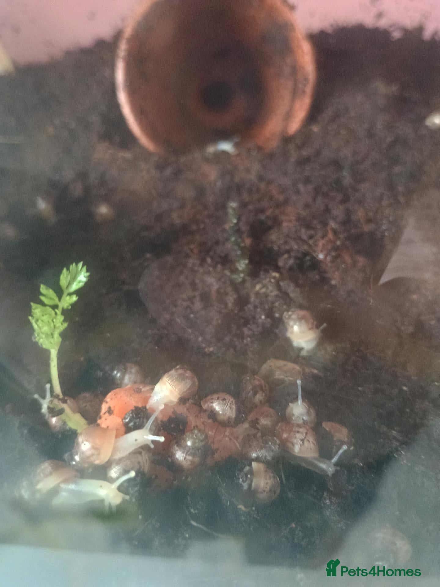 Snails invertebrates African land snail  - Advert 1