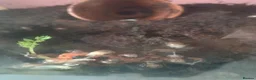 Snails invertebrates for sale: African land snail  - Advert 1