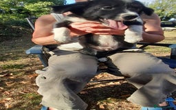 Sprollie dogs for sale: Border Collie x Springer Spaniel pups - Image 5