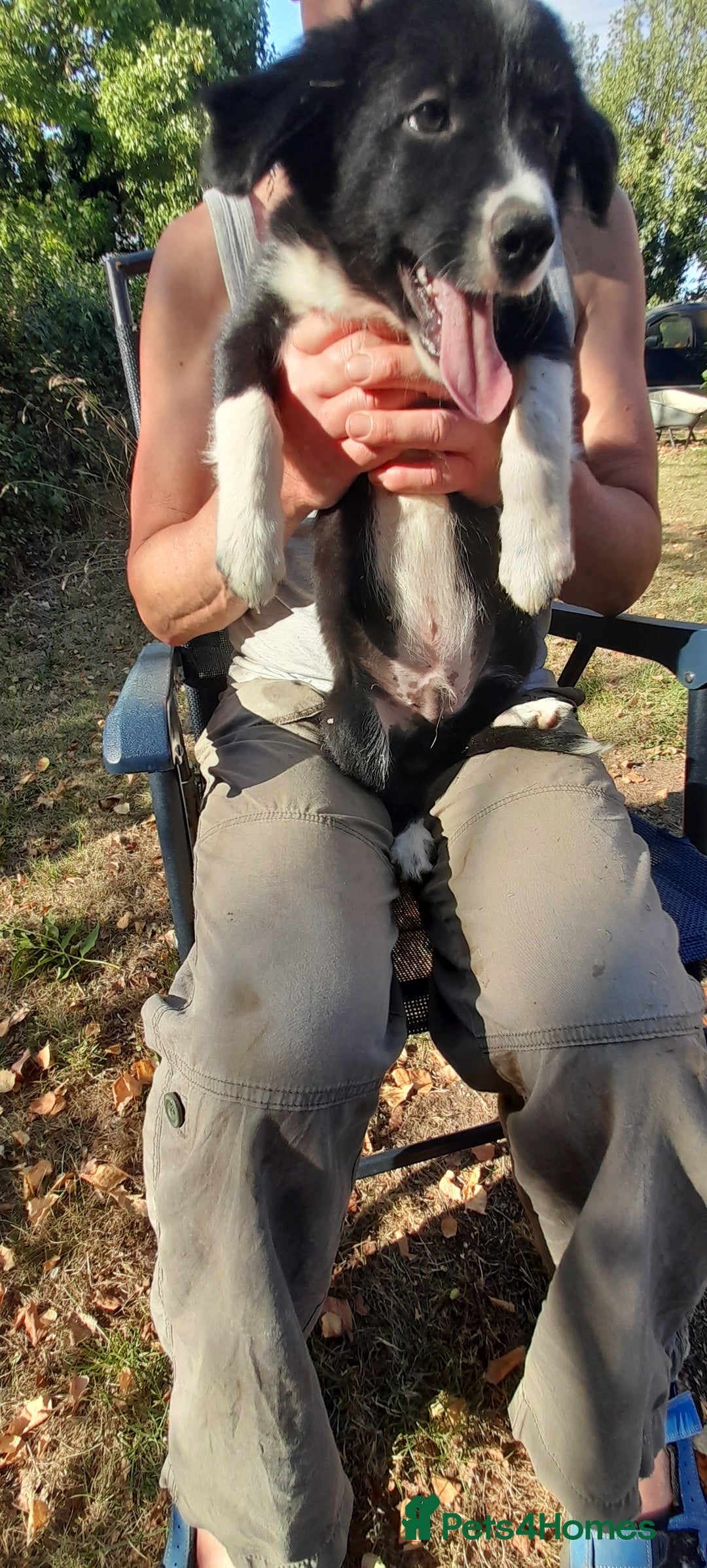 Sprollie dogs for sale: Border Collie x Springer Spaniel pups - Image 5
