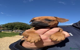 Patterdale Terrier dogs for sale: Patter dale  - Image 4
