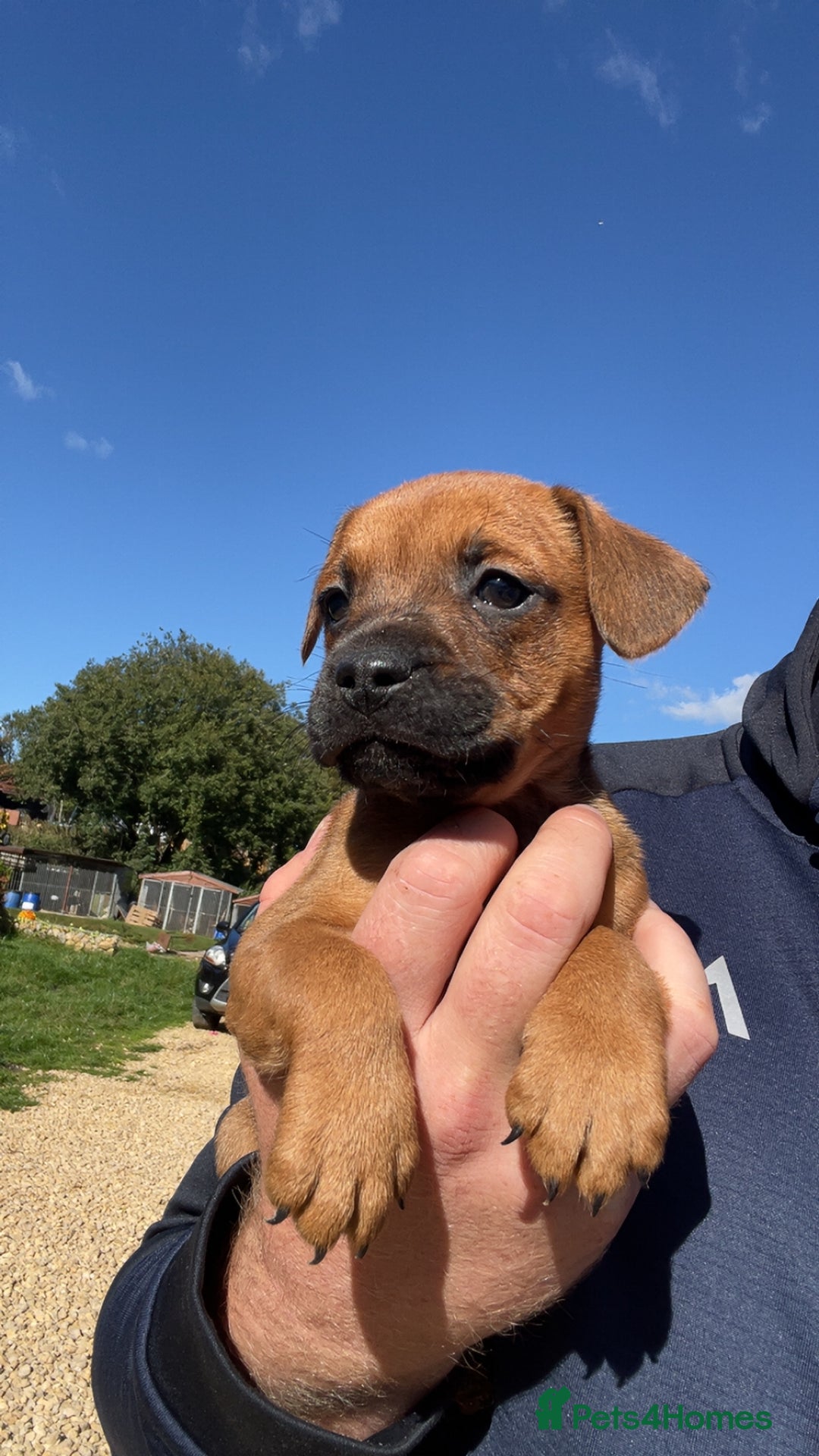 Patterdale Terrier dogs for sale: Patter dale  - Image 4